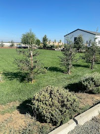 Tree planting in an orchard setting